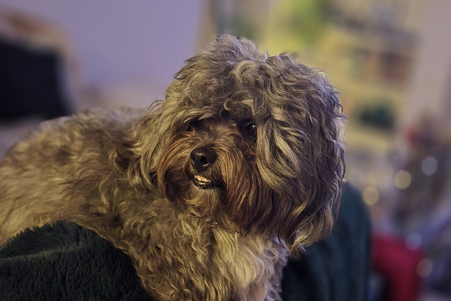 A fluffy green blanket is draped over the arm of my couch. A grey hairy dog named Toby is laying on it with his paws also draped over the arms of the couch. He's a little scraggly and needs a haircut.